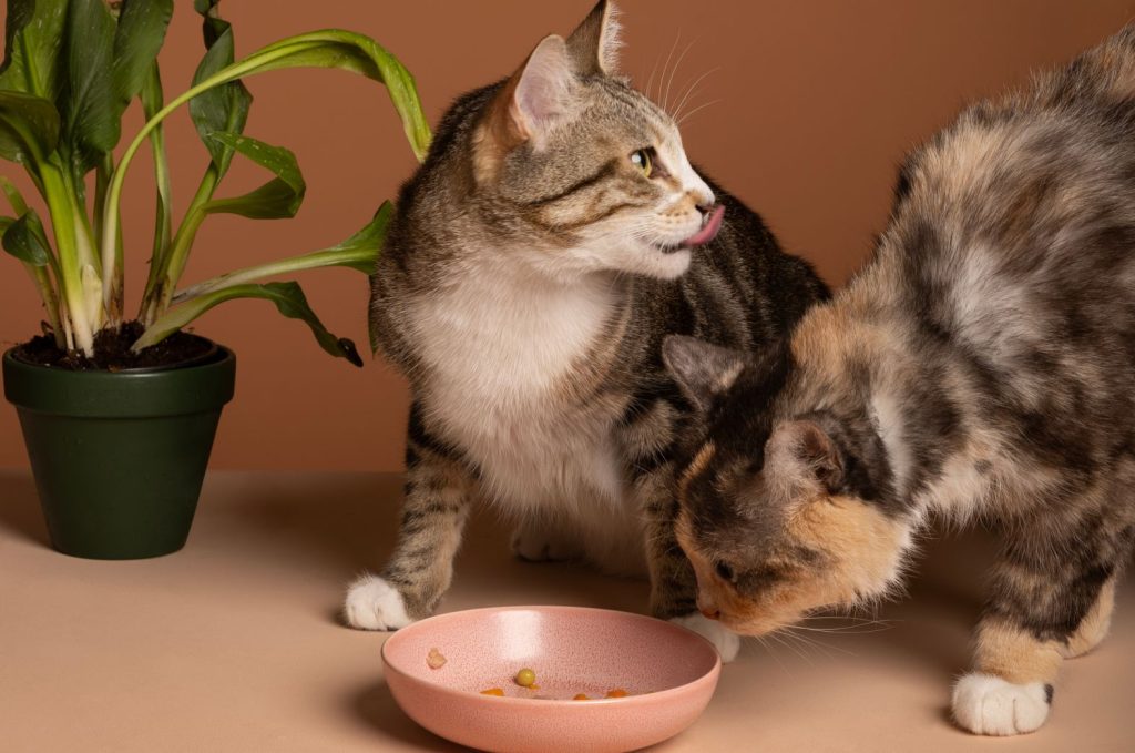 Cão ou gato vegano, é possível? Cão ou gato vegano