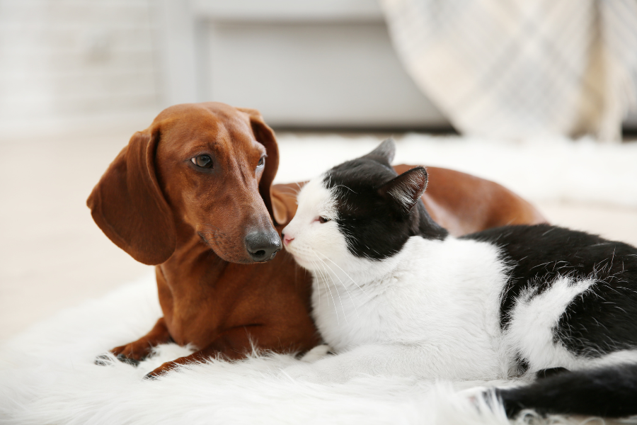socialização de cães e gatos