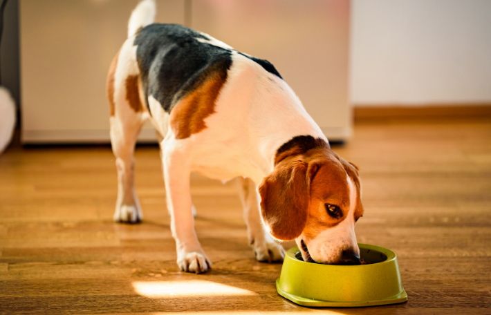 Comida húmida para cães: quais são os seus benefícios? Comida húmida para cães: quais são os seus benefícios?