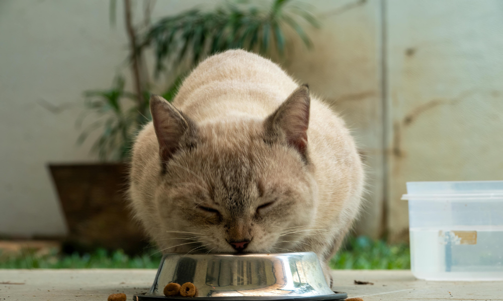 Ração para gatos sem cereais