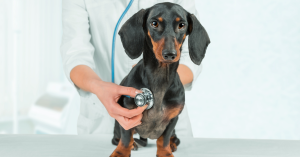 Veterinários