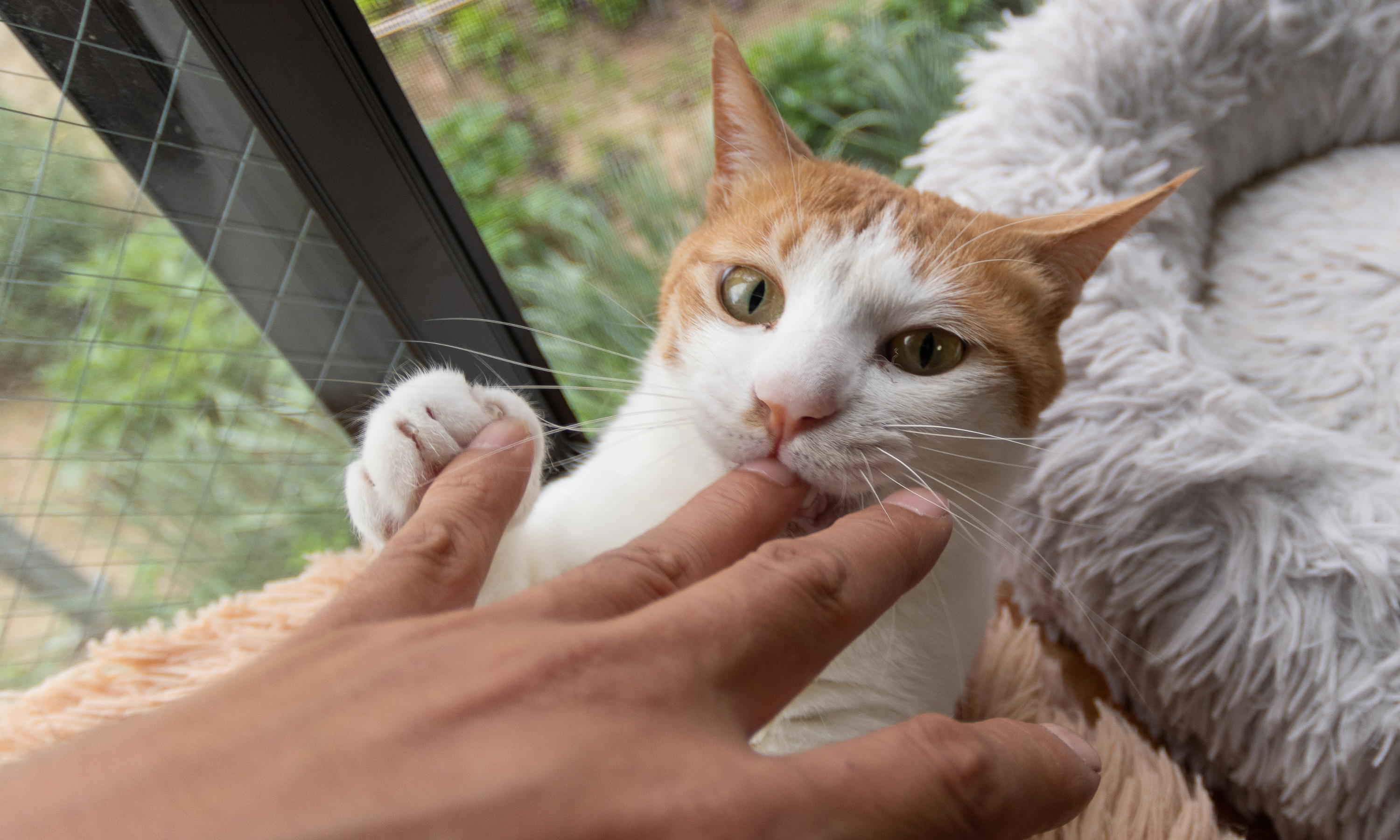 gata esterilizada
