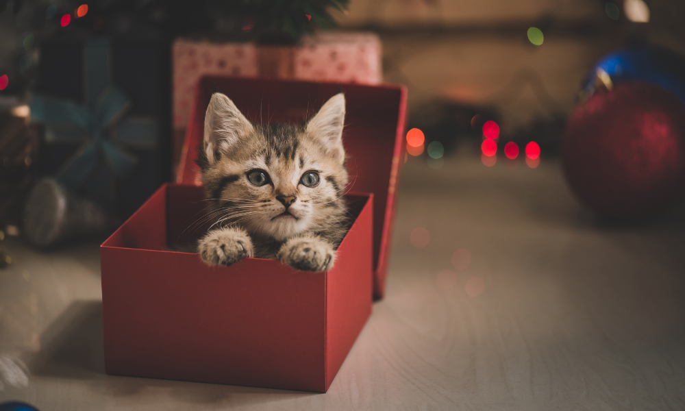 É boa ideia oferecer um cão ou gato a uma criança? É boa ideia oferecer um cão ou gato a uma criança?