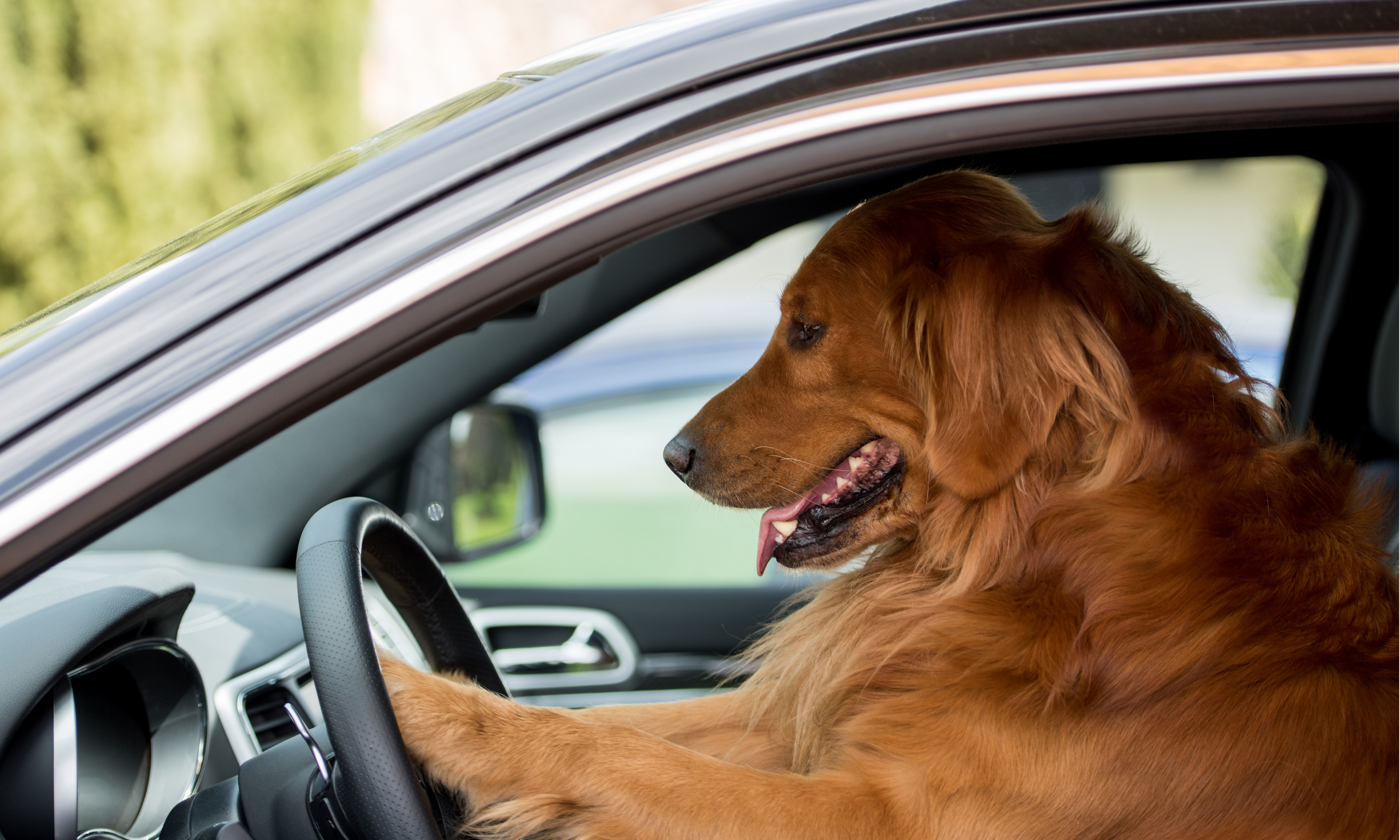 Viajar de carro com cão