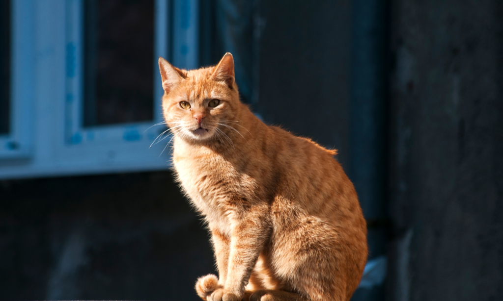 O que é o método CED em gatos? CES