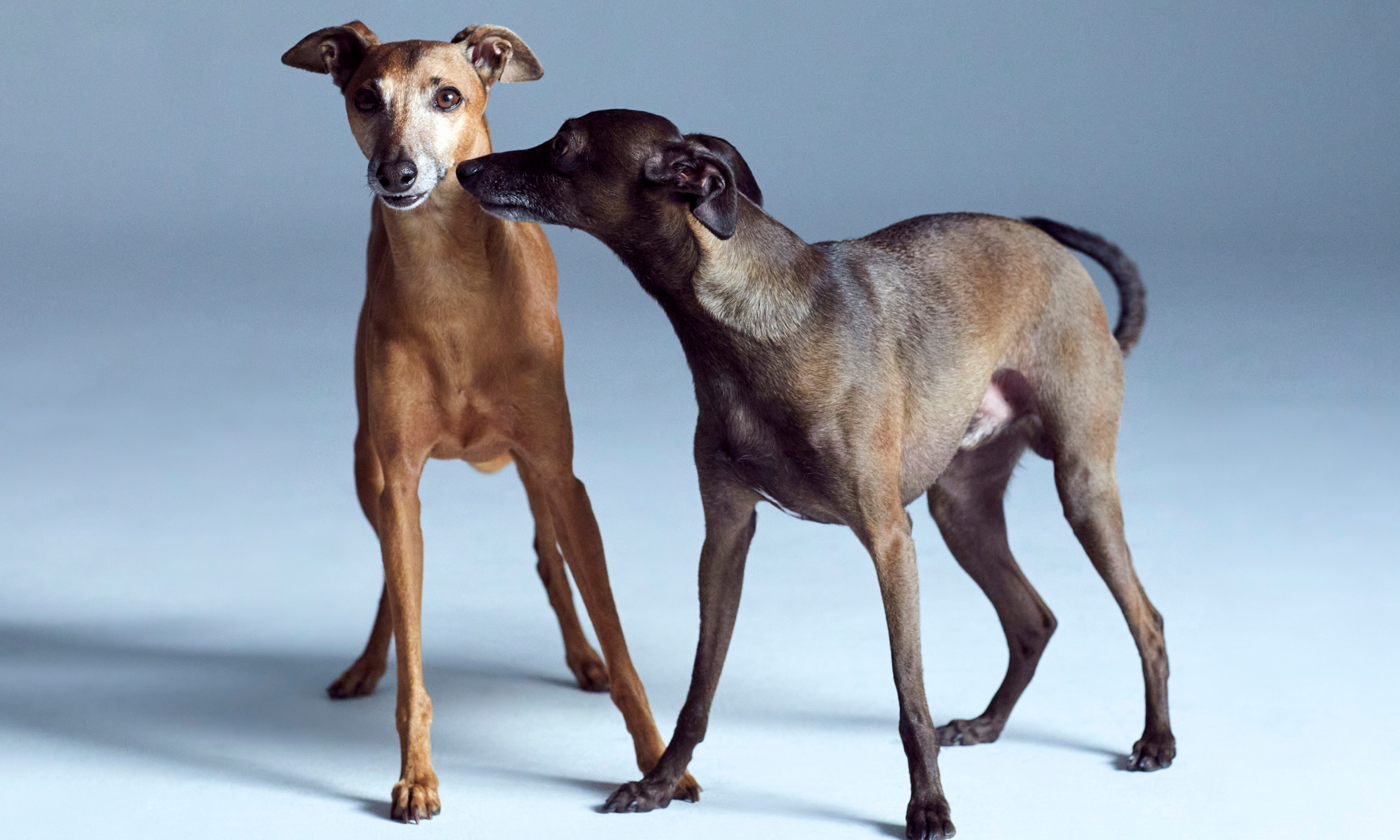 Os cães que não largam pelo
