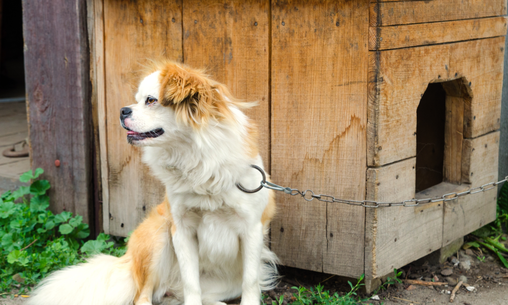 Cães presos