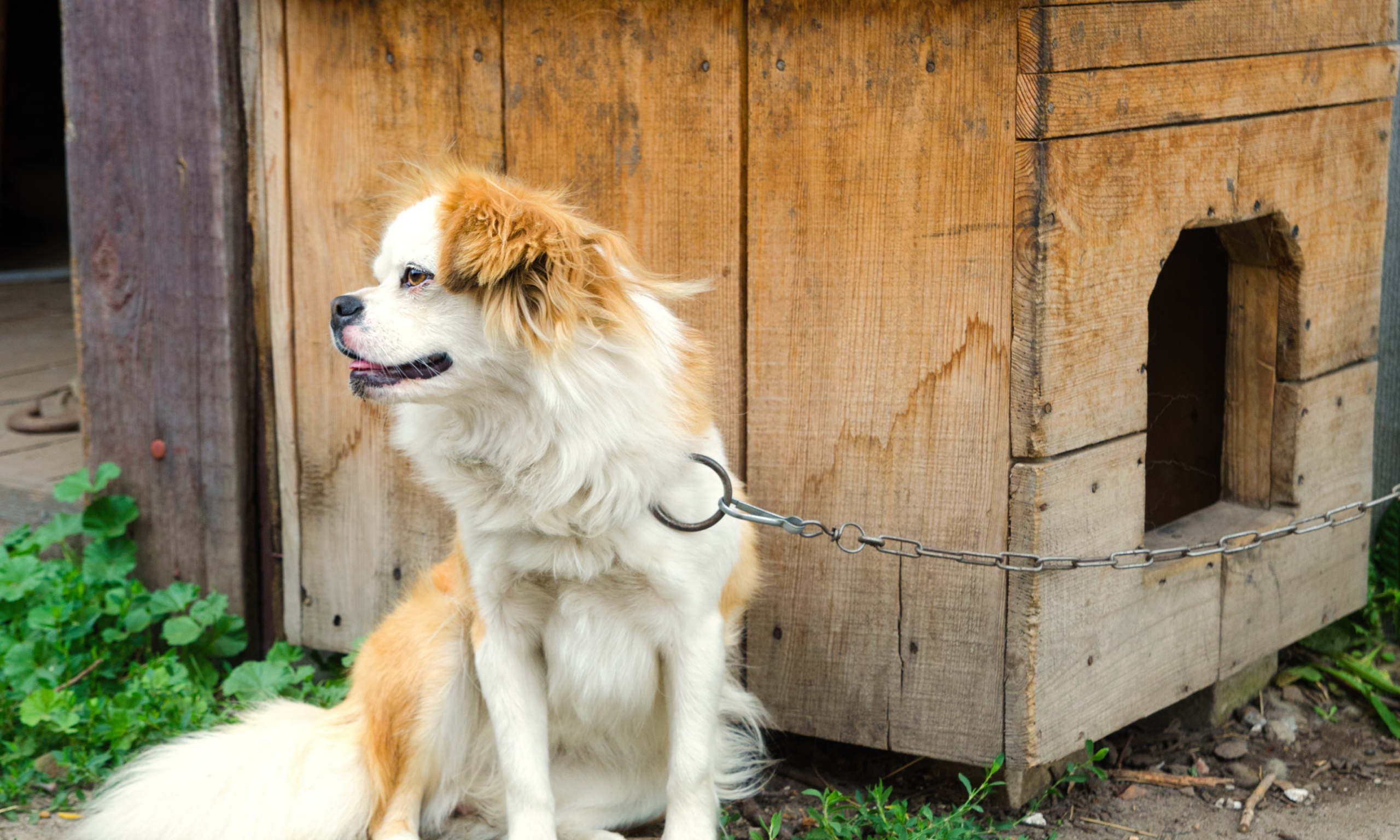 Cães presos