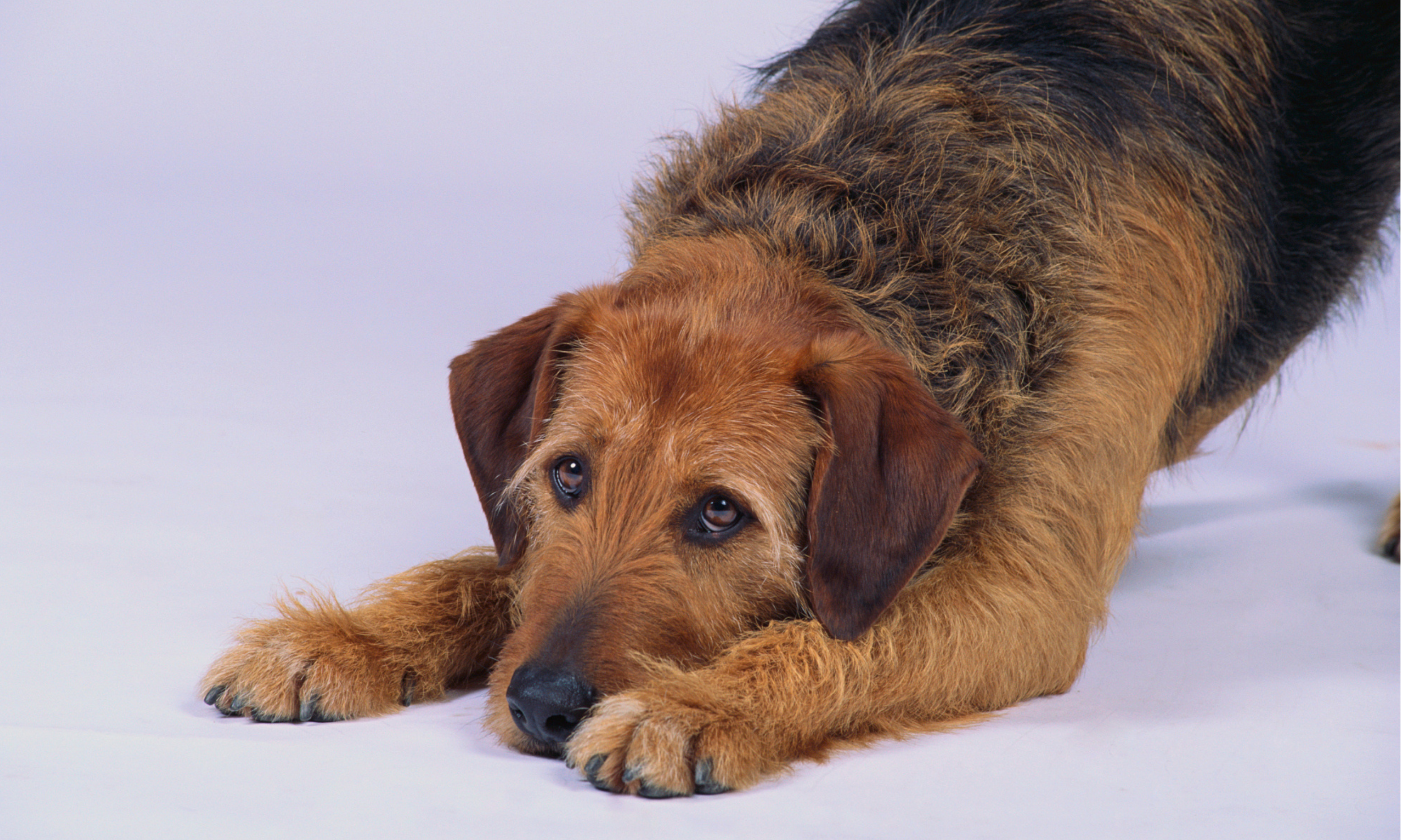 cães mestiços