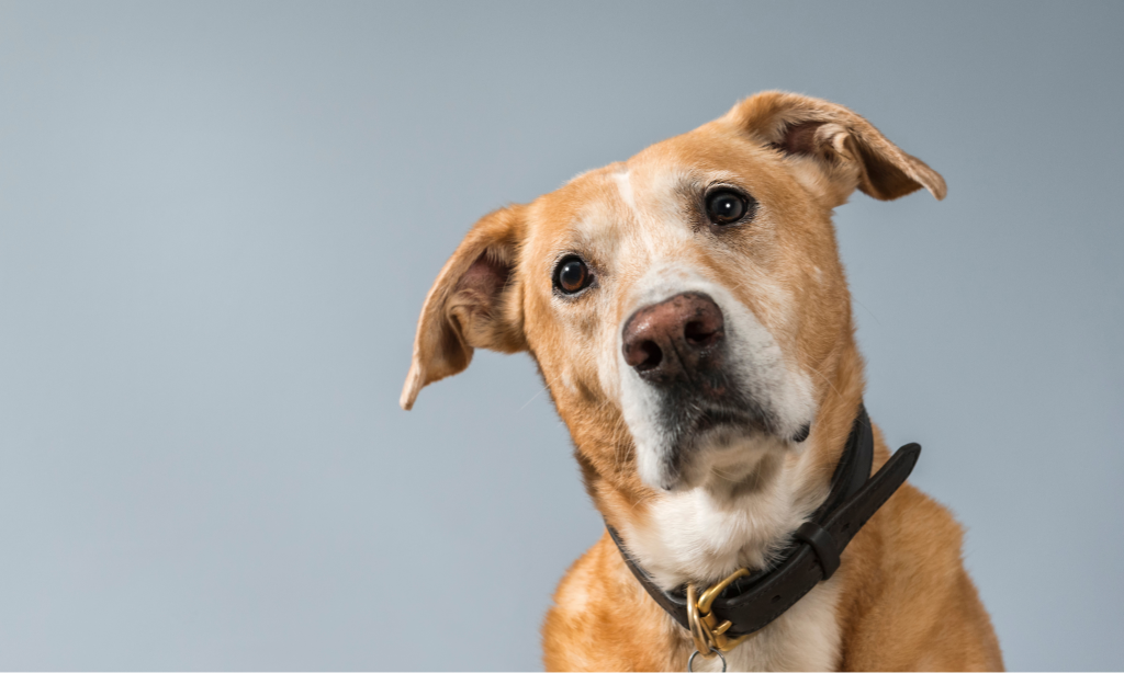 cães mestiços