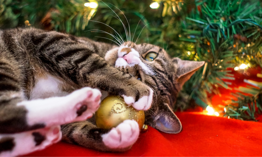 O meu gato está a destruir a árvore de Natal, socorro! Gato - árvore de Natal