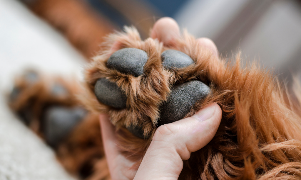 As almofadas das patas do meu cão estão danificadas pelo frio