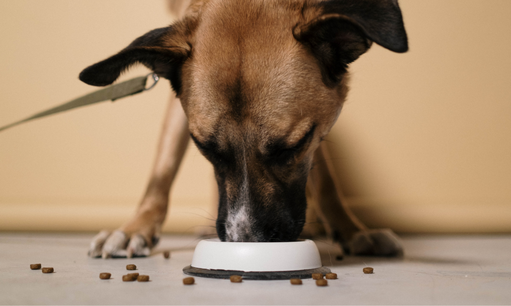 O meu cão come toda a comida de uma vez O meu cão come toda a comida de uma vez