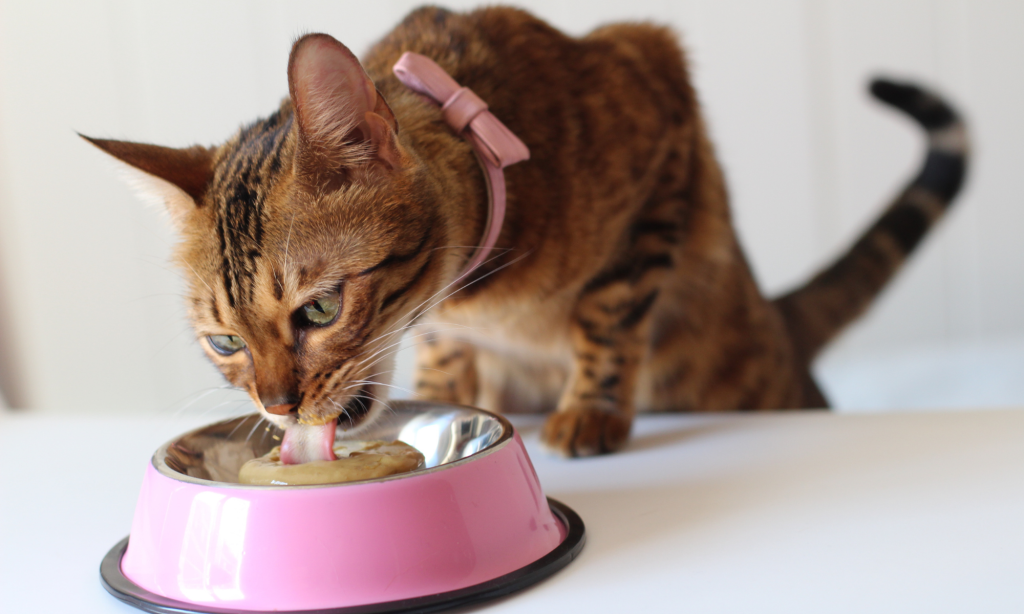 Gato comendo