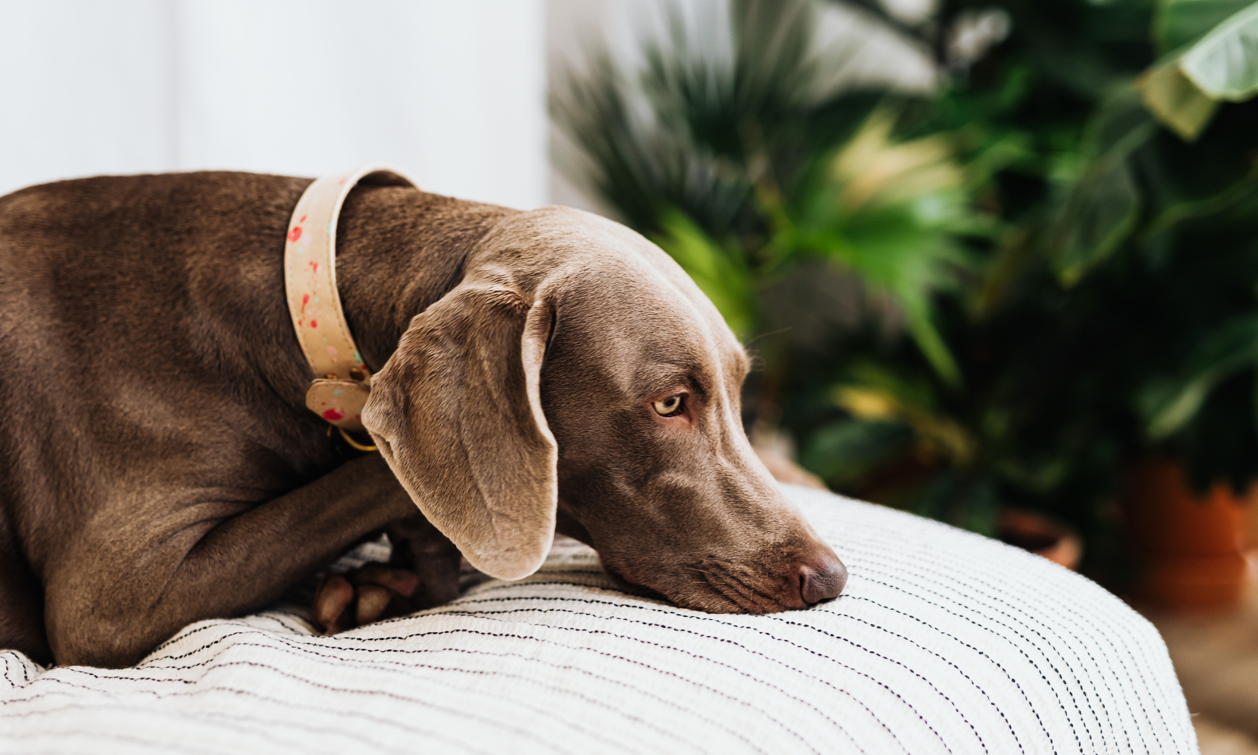 Rémedio com mel para cães