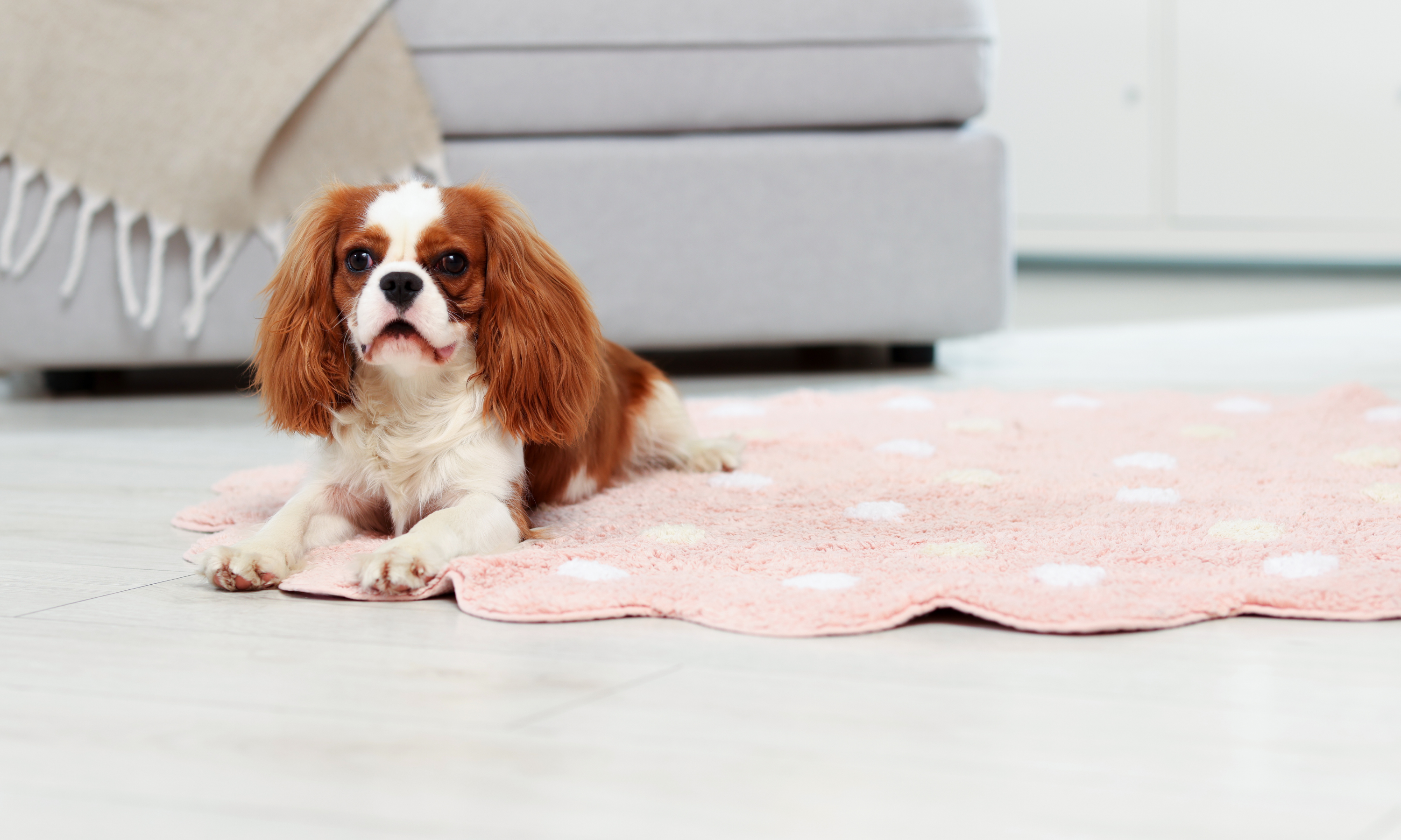 cão pequeno para apartamento