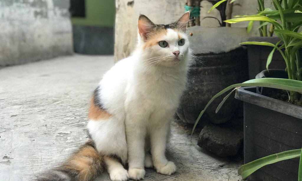 O meu gato faz xixi nas plantas