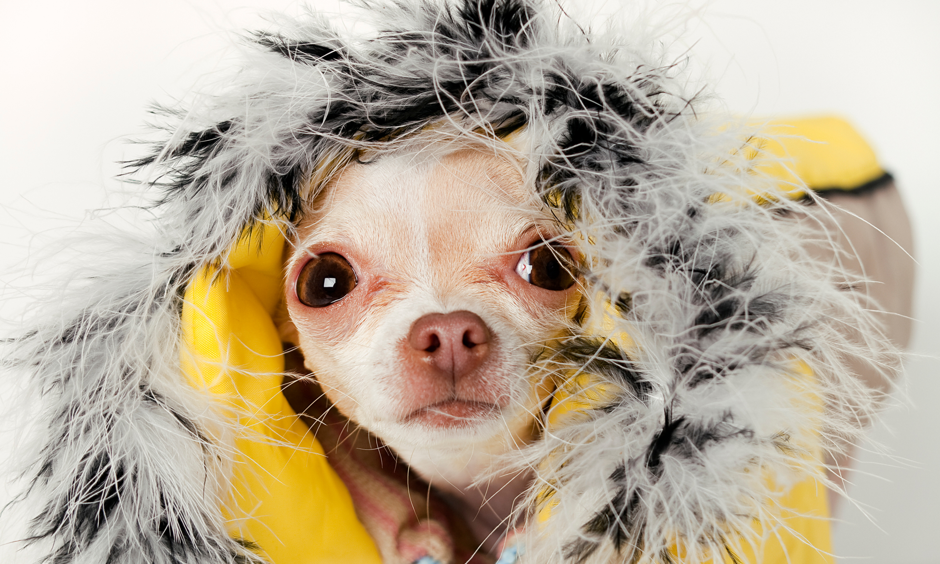 como-saber-se-o-meu-cao-tem-frio