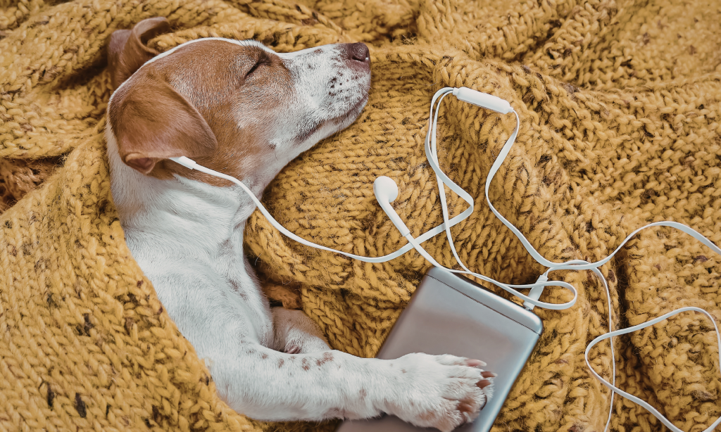Será uma boa ideia deixar a música ou a TV ligadas para o nosso cachorro quando saímos de casa?