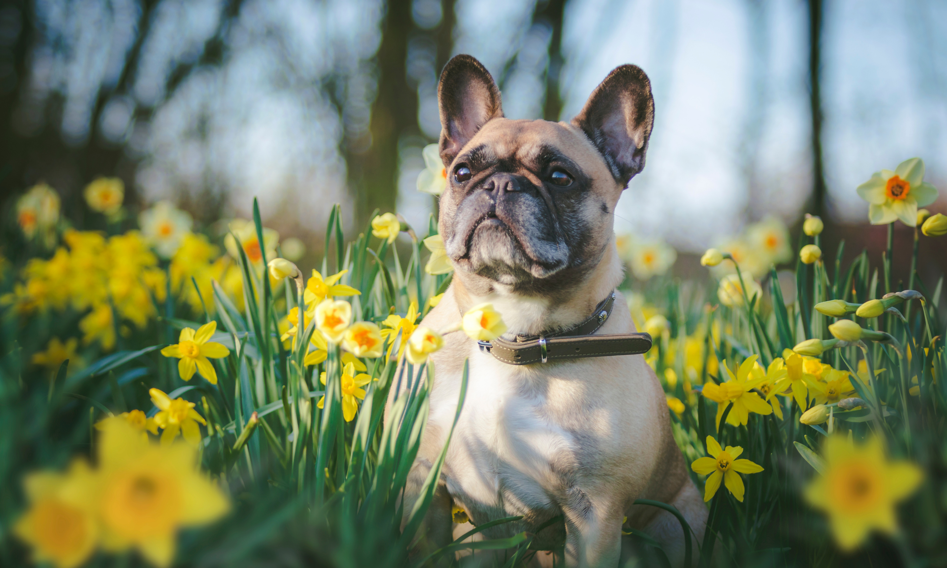 Cuidados do cão na primavera