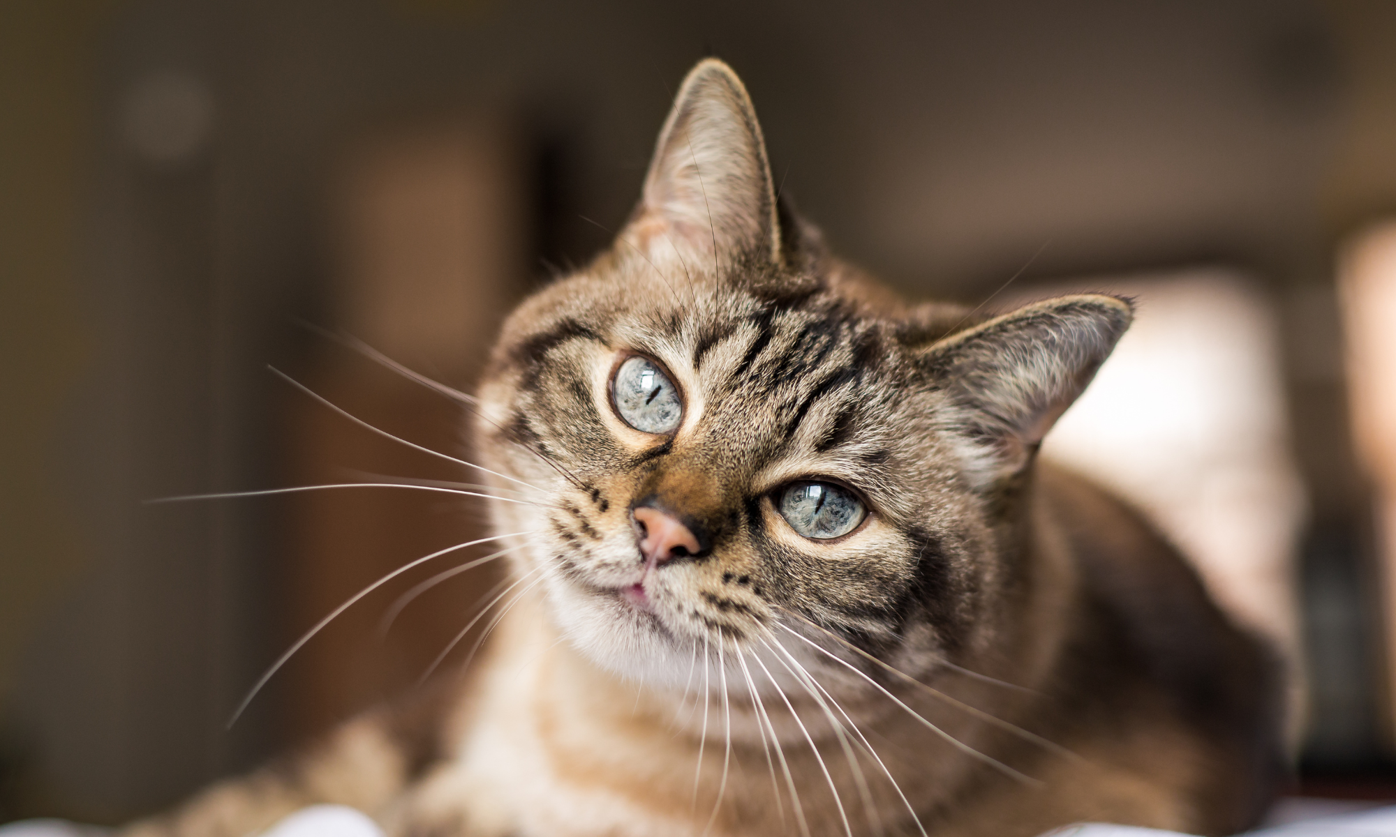 Antes de incorporar um gato na tua vida