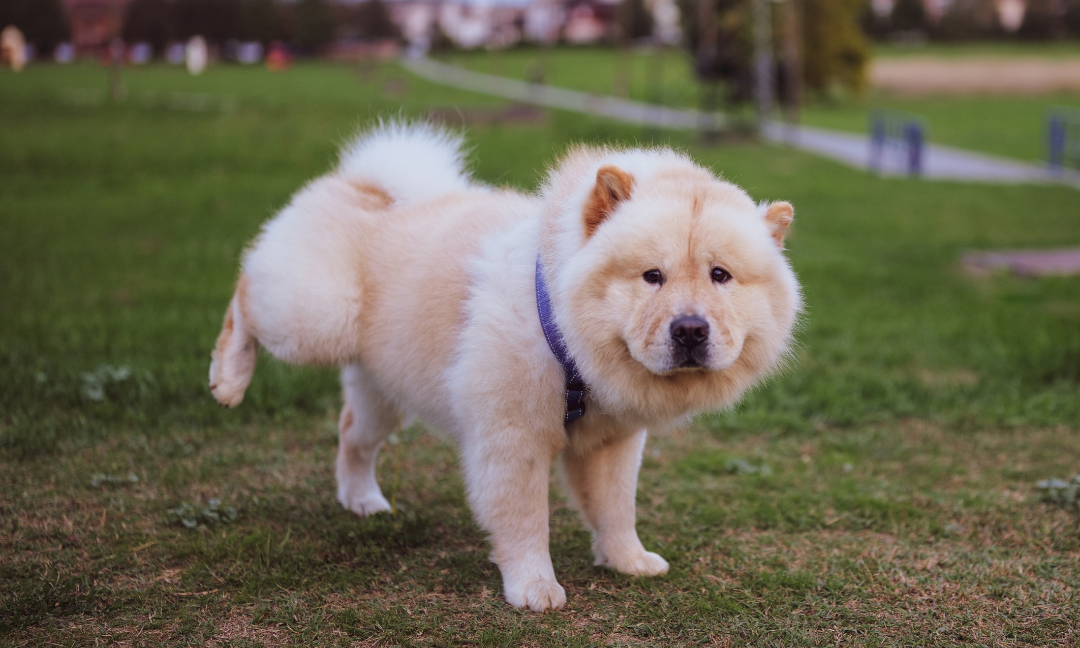 Quanto tempo aguenta um cão sem fazer xixi