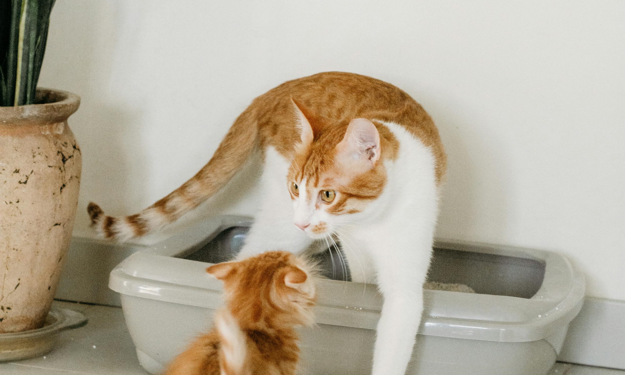 Gata e gatinho junto a uma caixa de areia em casa