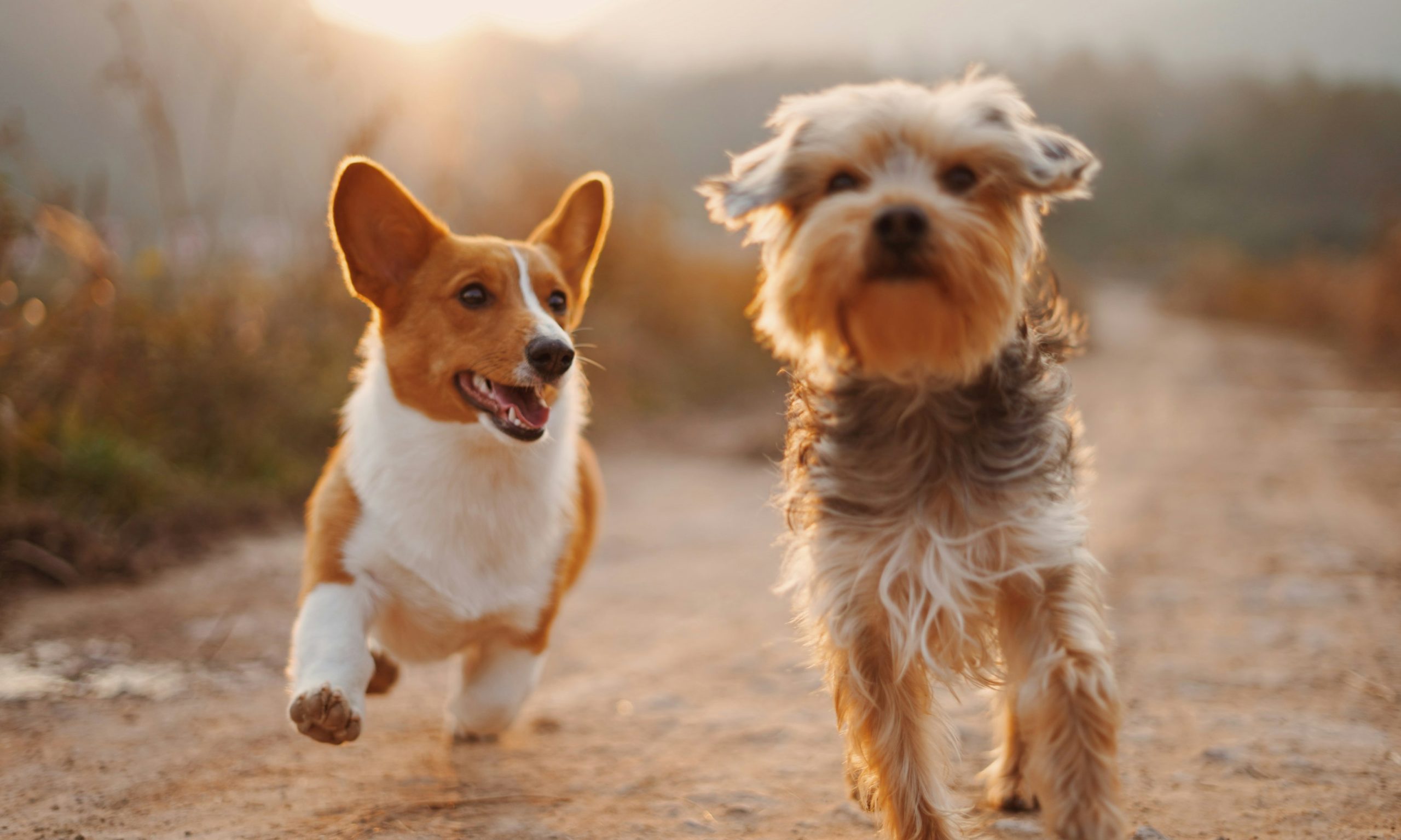 Cão a passear de forma tranquila ao ar livre sem puxar a trela