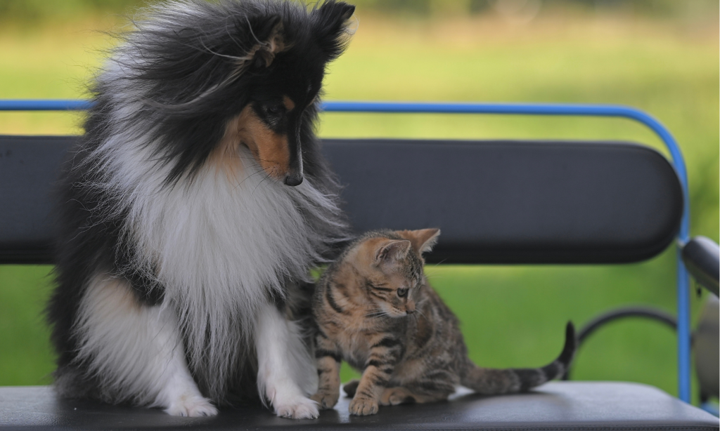 Cão vs Gato: Descubra qual é o animal de estimação perfeito para você Cão ou gato: qual é o animal ideal para ti