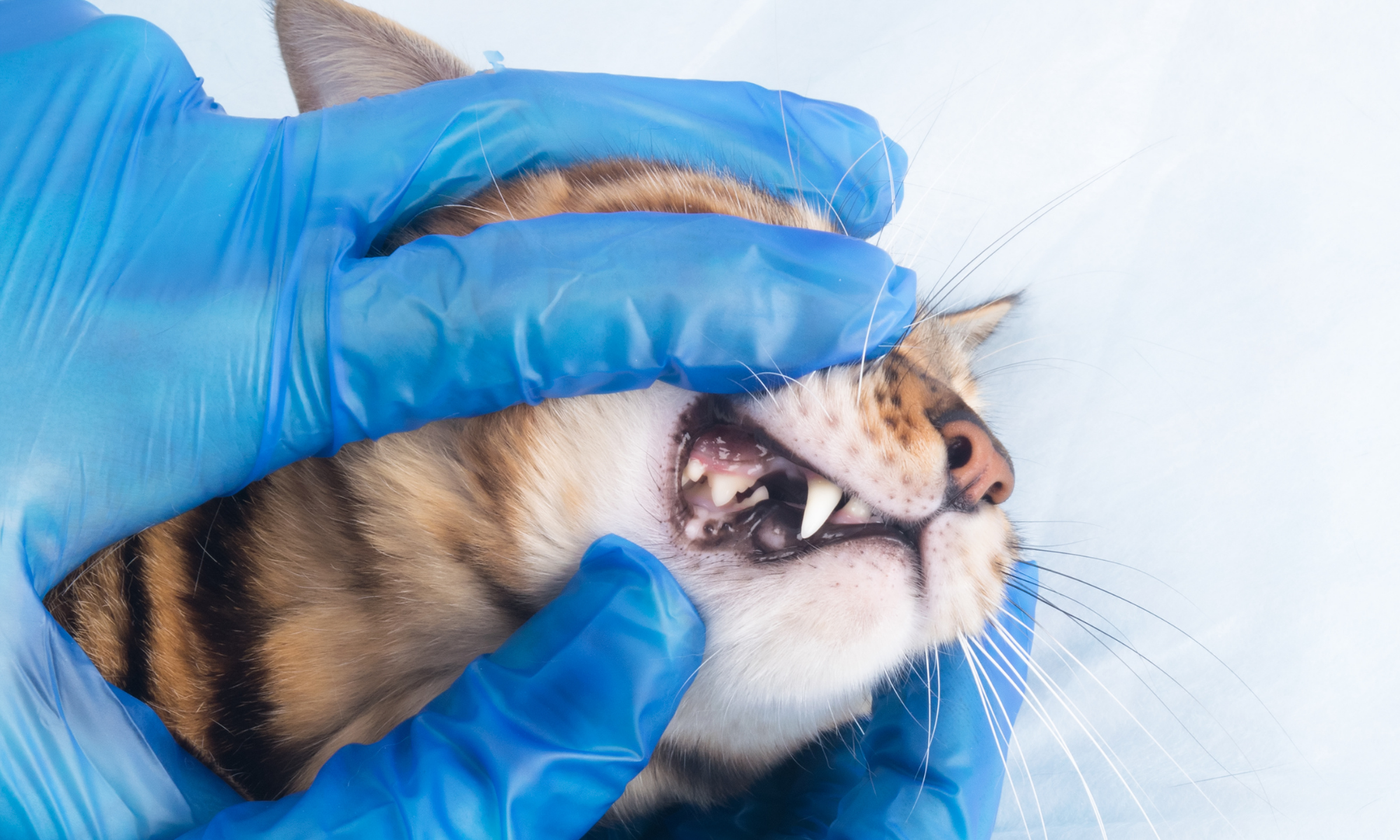 Problemas dentários em gatos
