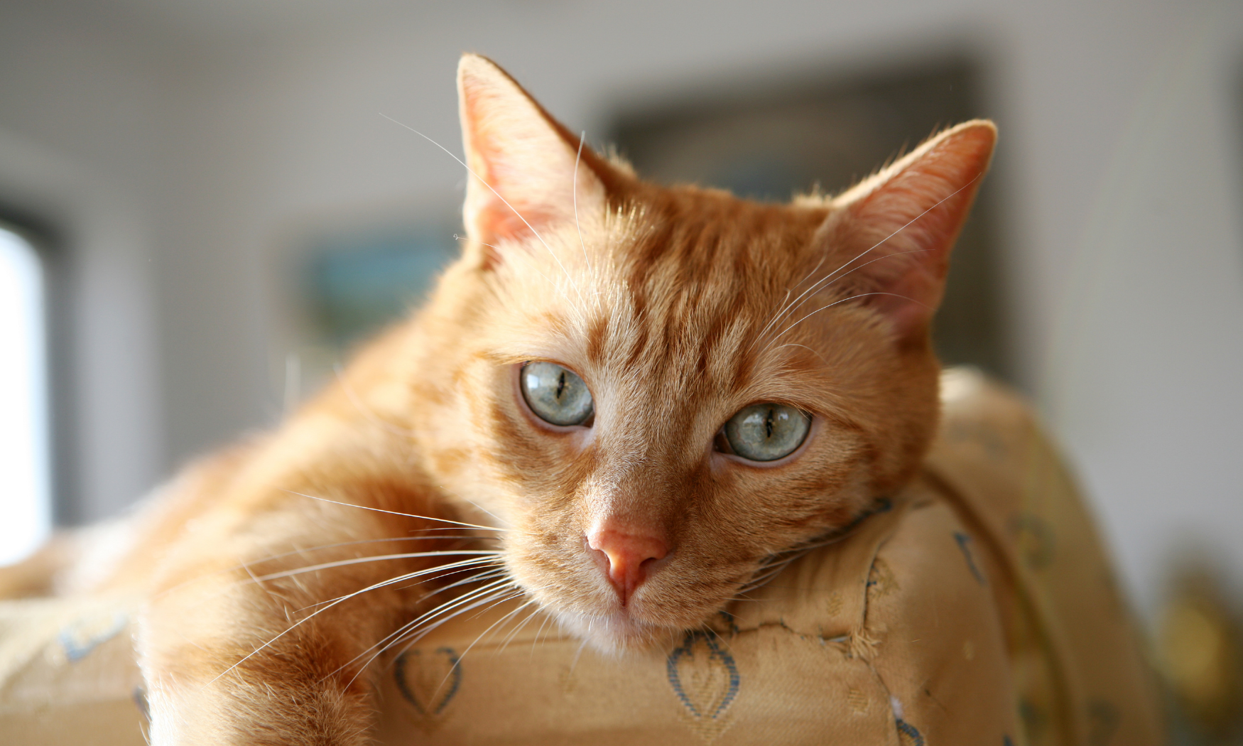 Adaptação do gato ao novo