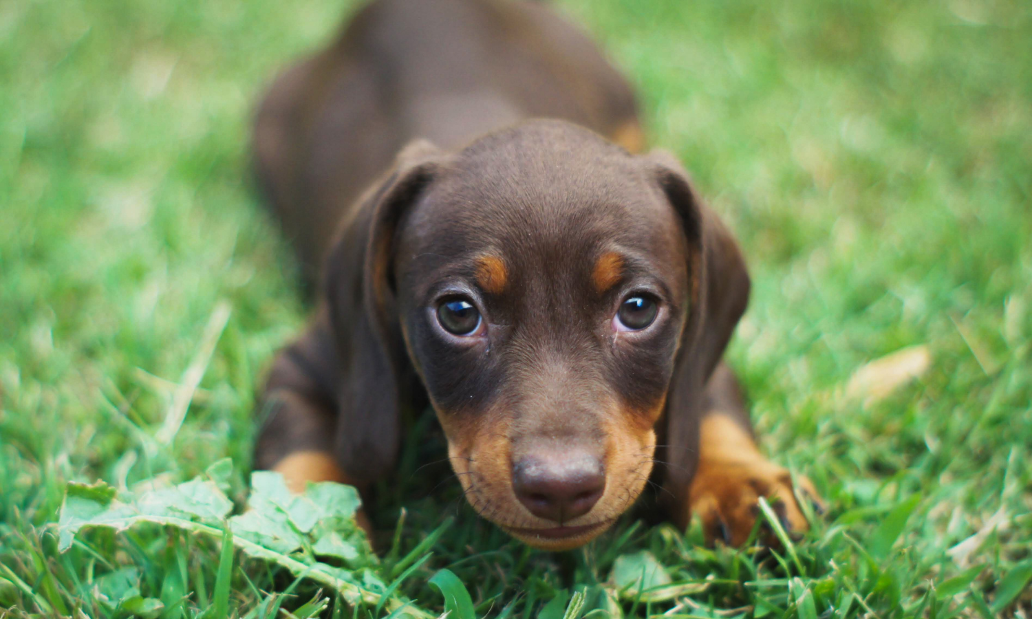 Mitos sobre cães: realidade e cuidados chave