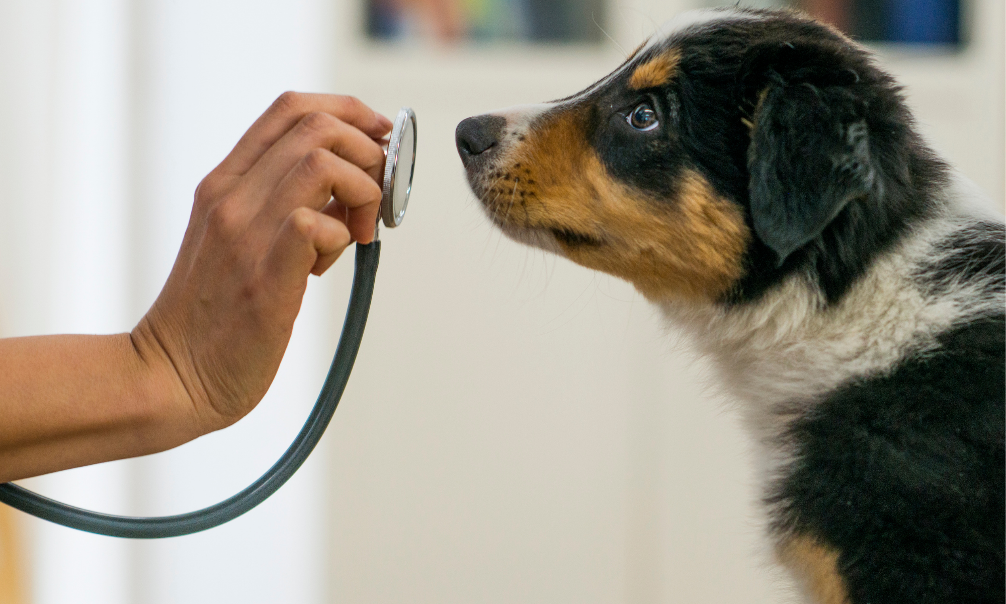 Comunidade Intoxicações em cães