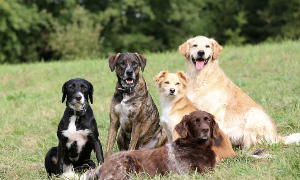 Mito vs. realidade sobre cães Mitos sobre cães: realidade e cuidados chave