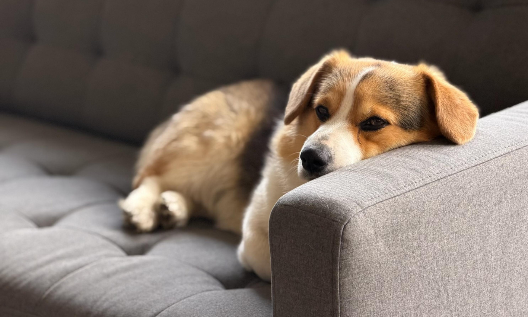 Cão não come 24 horas