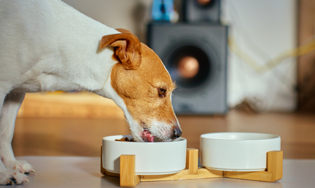 Meu cão esconde comida: o que devo fazer? cão esconde comida