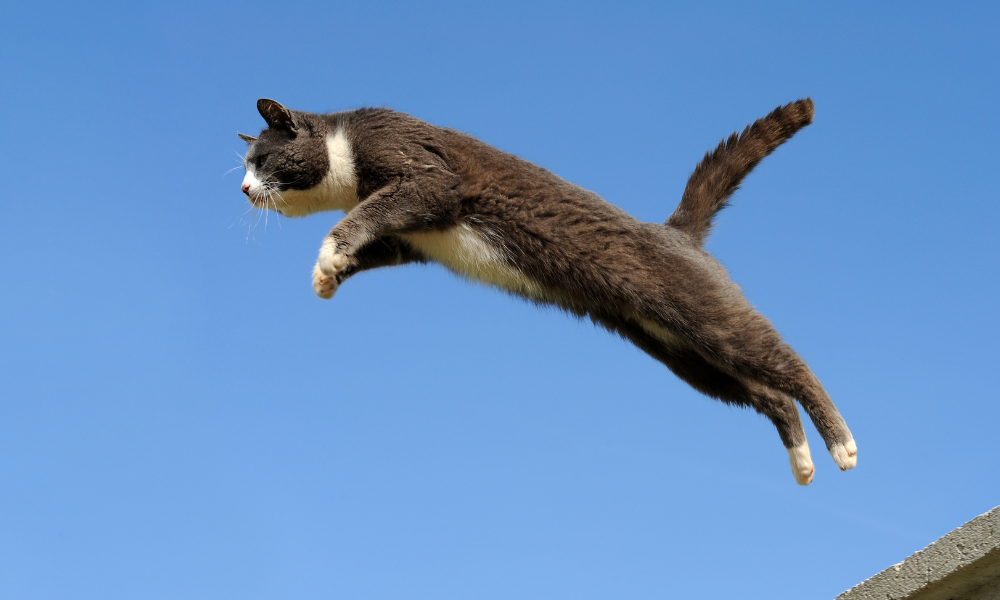 Síndrome do gato paraquedista