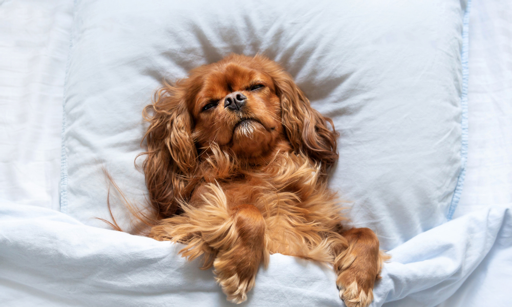 Comunidade dormir com o meu cão