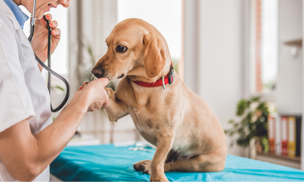 Comunidade Parvovirose canina