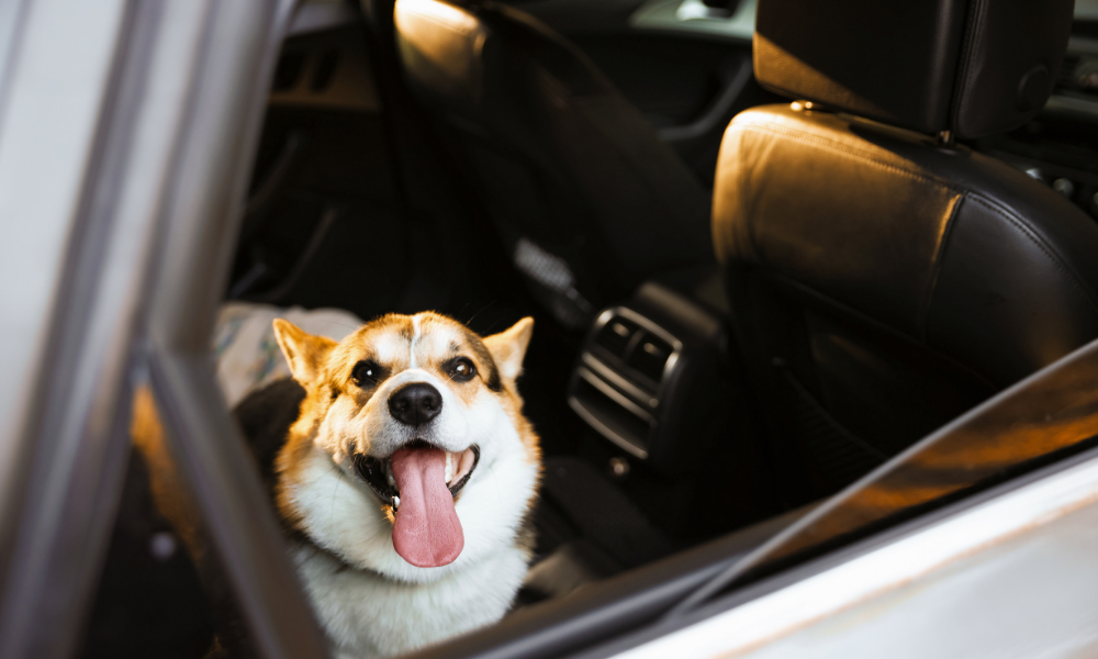 cão no carro ao sol