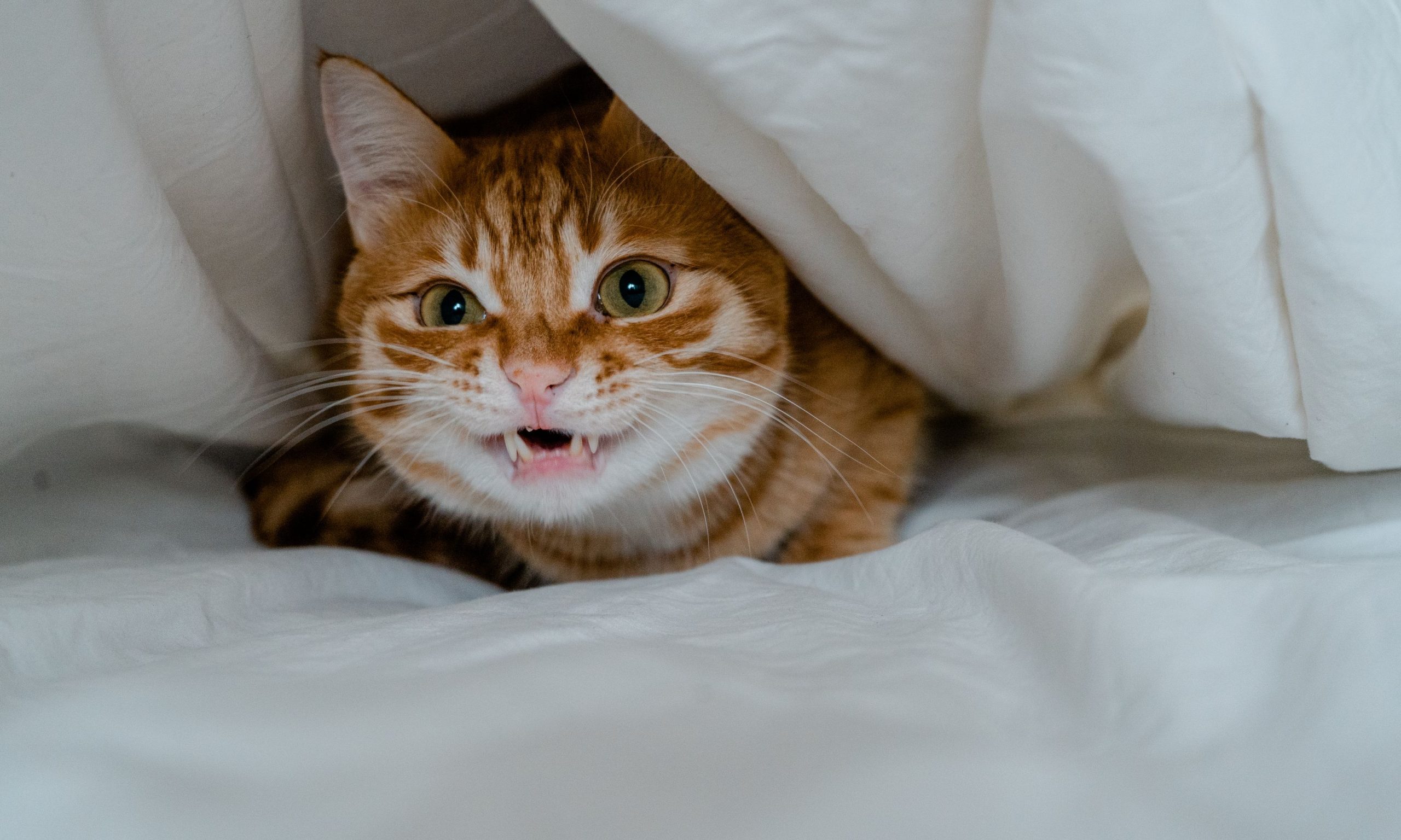 Gato refugiado entre mantas durante uma noite de ruídos fortes