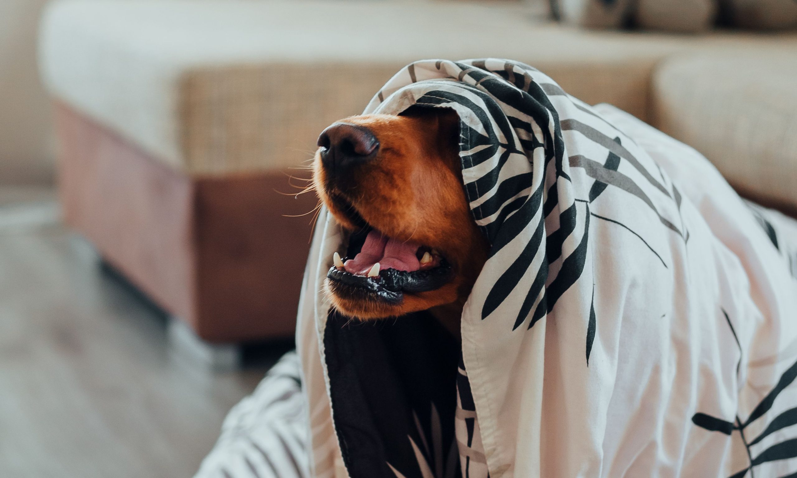 Cão refugiado debaixo de uma manta por medo dos petardos na Noite de São João