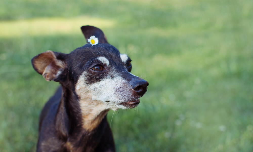 Como prevenir a leishmaniose nos cães