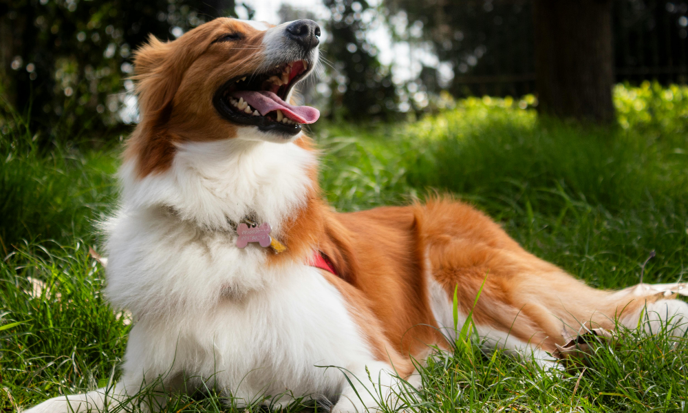 Doenças em cães no verão