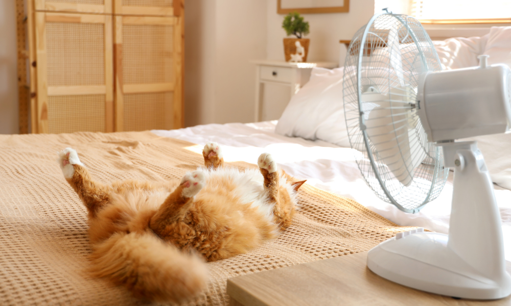 golpe de calor nos gatos