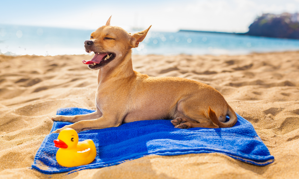 Cães no verão: perguntas e cuidados essenciais
