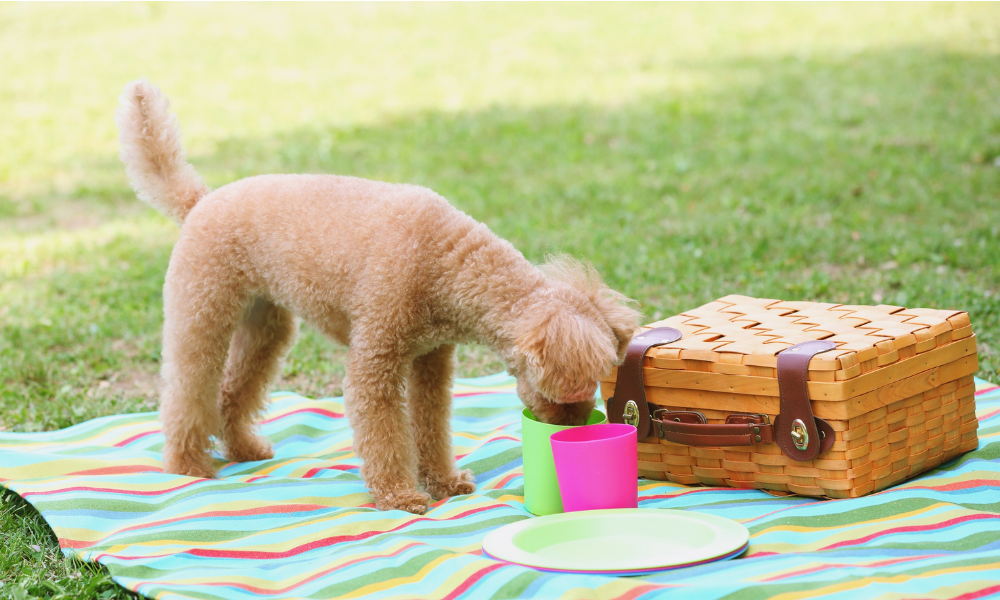 Comunidade Alimentos refrescantes para cães e gatos