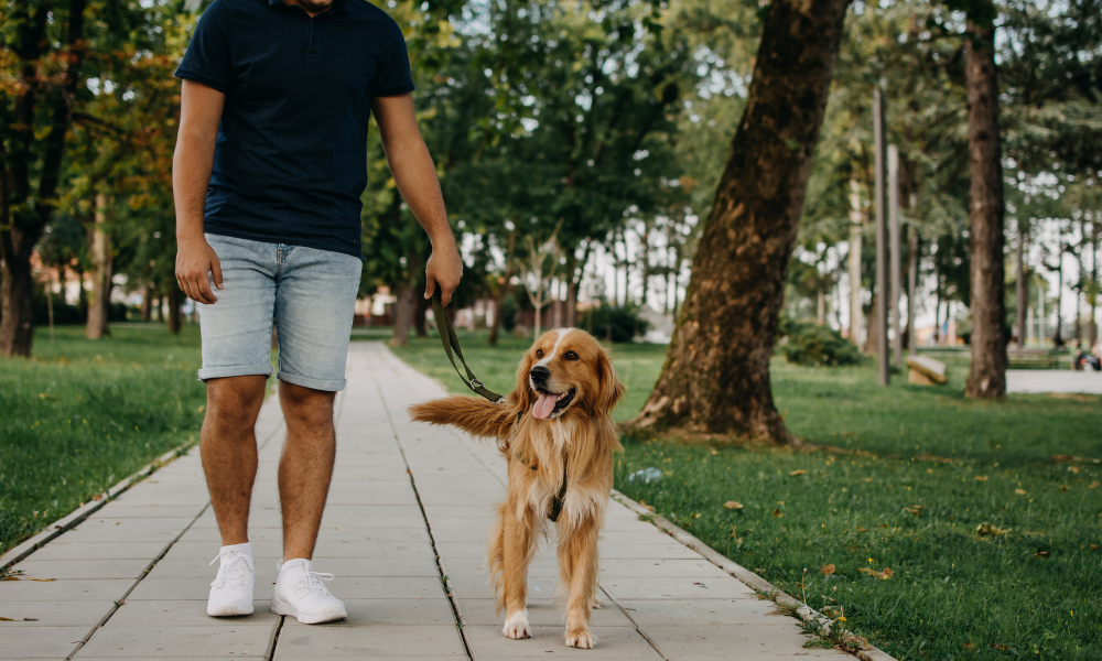 passeios de verão com o cão