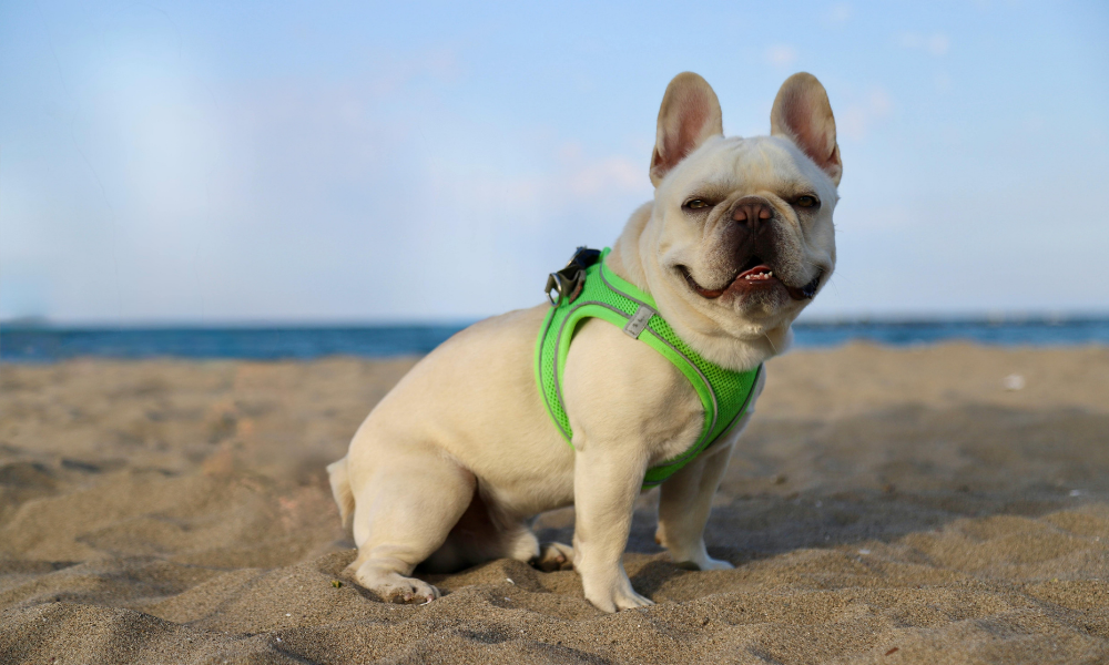 o que levar para o cão no verão