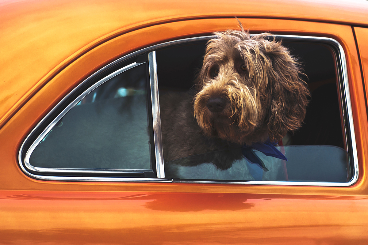 viajar-con-perro